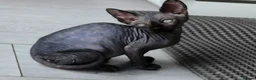 Sphynx cats for sale: Have 3 beautiful Canadian Sphynx - Advert 2