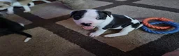Mixed Breed dogs for sale: Beautiful Staffordshire cross puppies  in Stoke-on-Trent - Advert 13