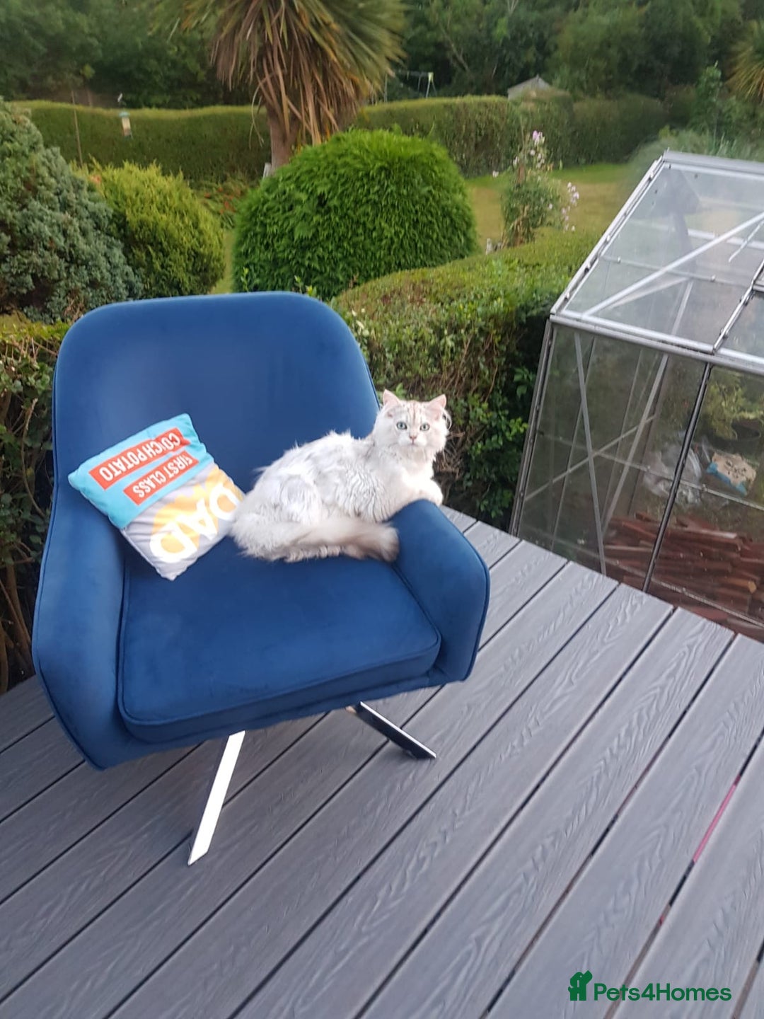 British Longhair cats for sale: Friendliest British long hair male in Birmingham - Image 5