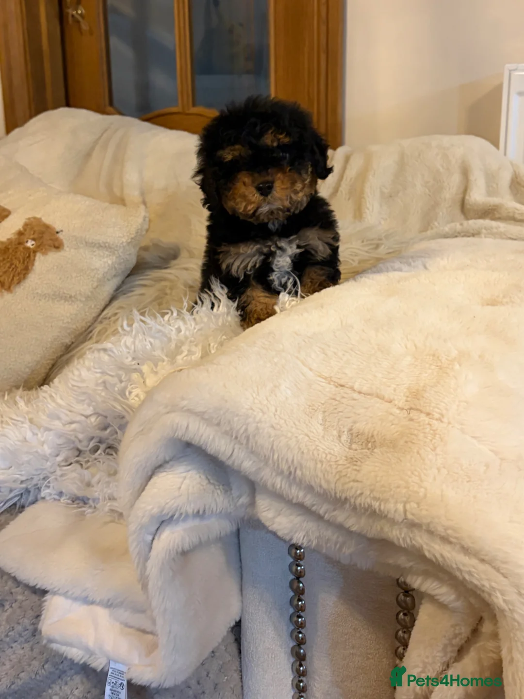 Cavapoo dogs for sale: 😍😍Outstanding little boy 😍😍 - Advert 7