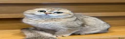 Scottish Fold cats for sale: TICA Registered Scottish Fold & Straight kittens - Advert 24
