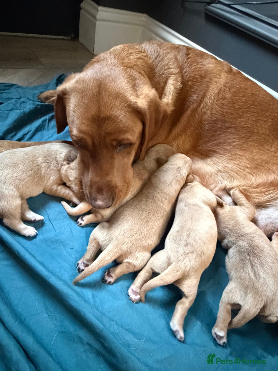 Labrador Retriever dogs for sale: Fox Red Labrador pups  - Advert 3