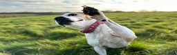 Mixed Breed dogs for sale: Roxy for adoption due to moving overseas - Advert 8