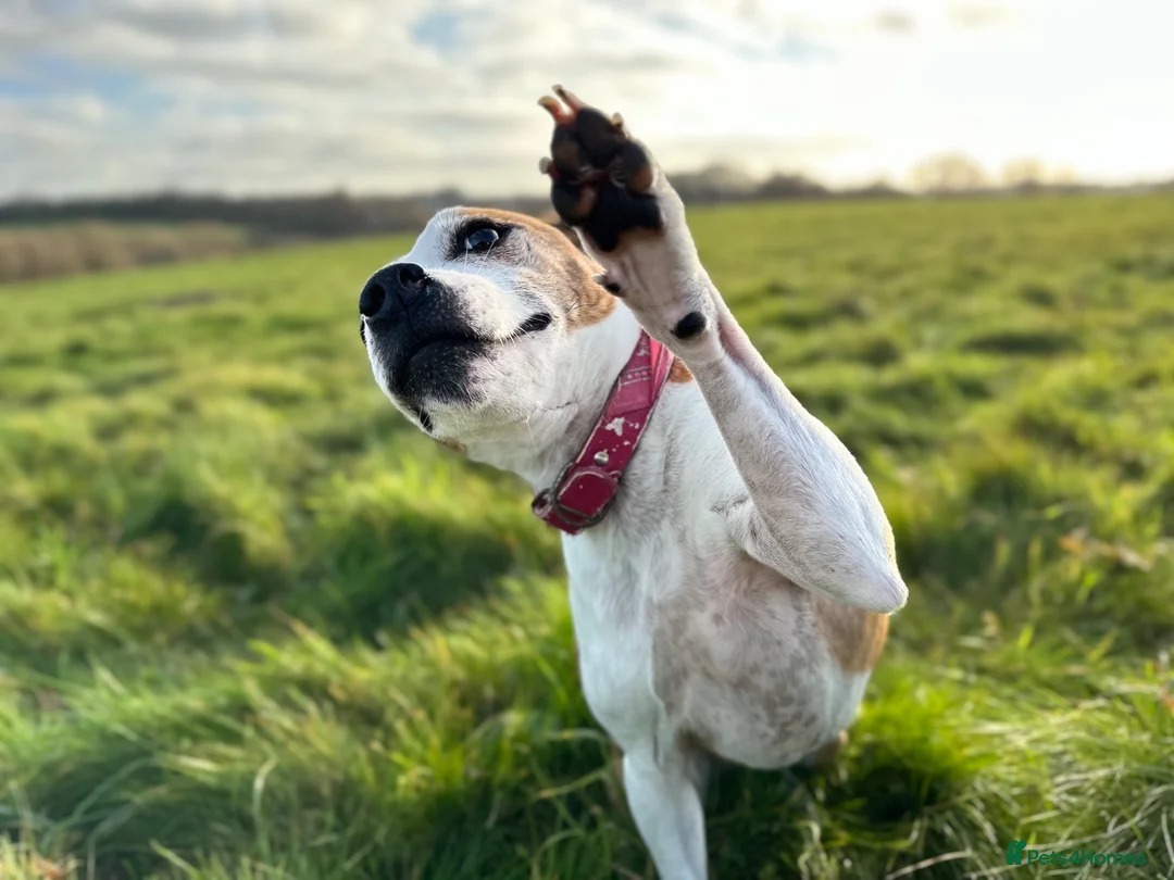 Mixed Breed dogs for sale: Roxy for adoption due to moving overseas - Advert 8