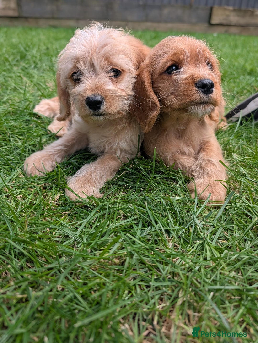Cavapoochon dogs for sale: Light fox red Cavapoochon puppies - Image 5