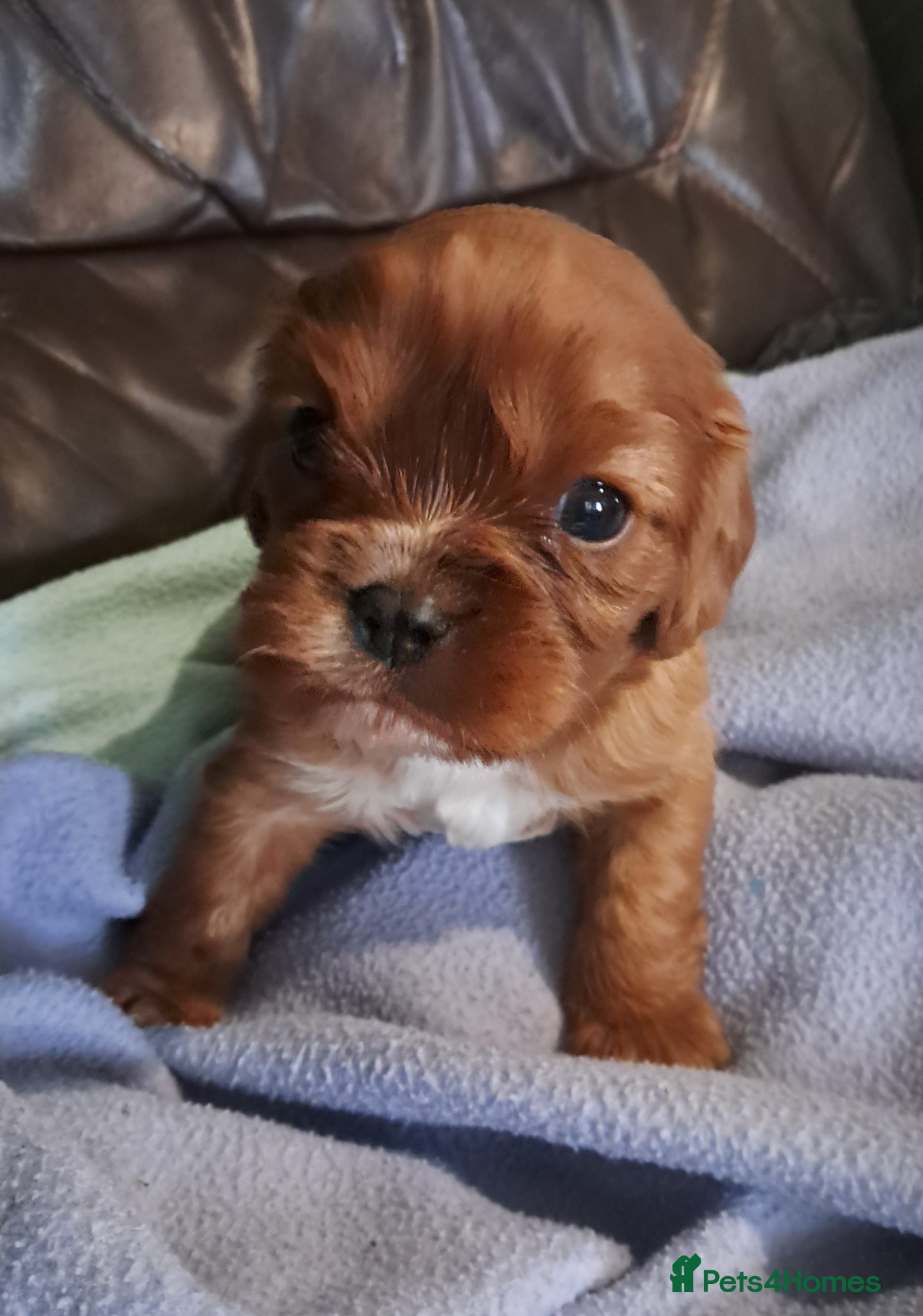 Cavalier King Charles Spaniel dogs One Cavalier Male Ruby and White - Advert 7