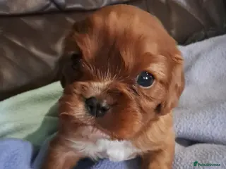 Cavalier King Charles Spaniel dogs One Cavalier Male Ruby and White - Advert 7