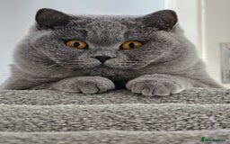 British Shorthair cats for sale: The loveliest calm boy Gandalf the Grey - Image 9