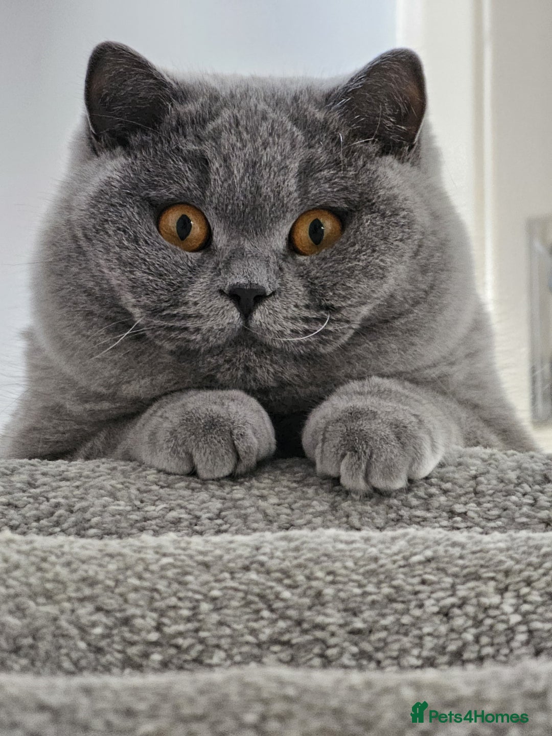 British Shorthair cats for sale: The loveliest calm boy Gandalf the Grey - Image 9