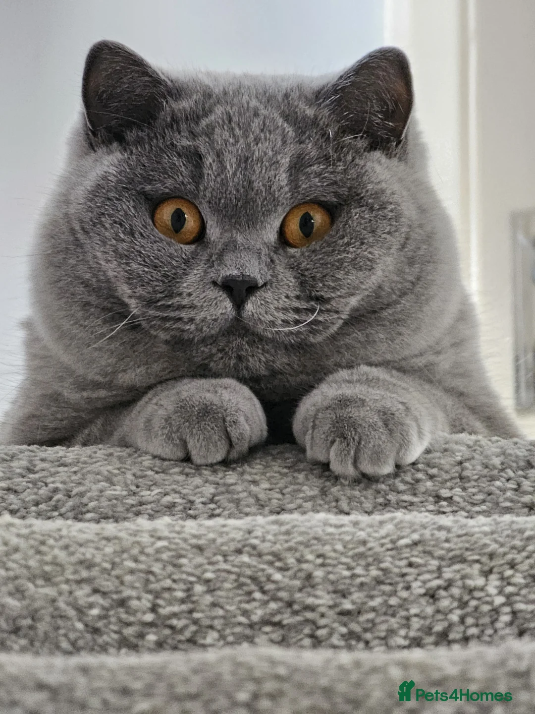 British Shorthair cats for sale: Gorgeous Fluffy Cloud 3yr old Gandalf - Advert 7