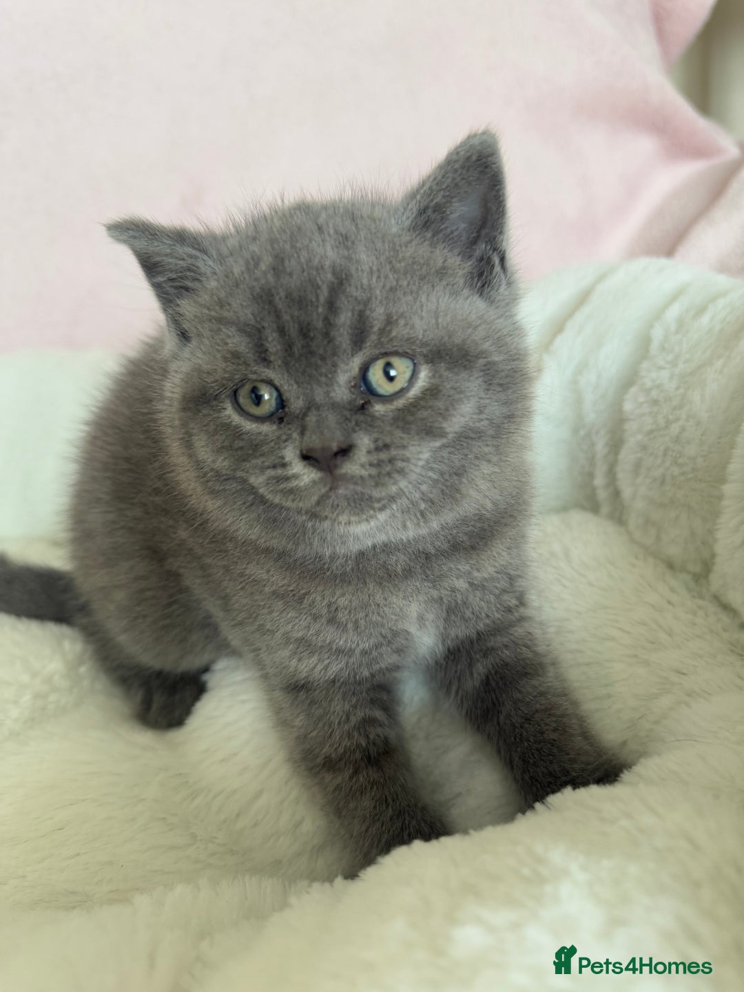 British Shorthair cats for sale: British shorthair kitten  - Image 9