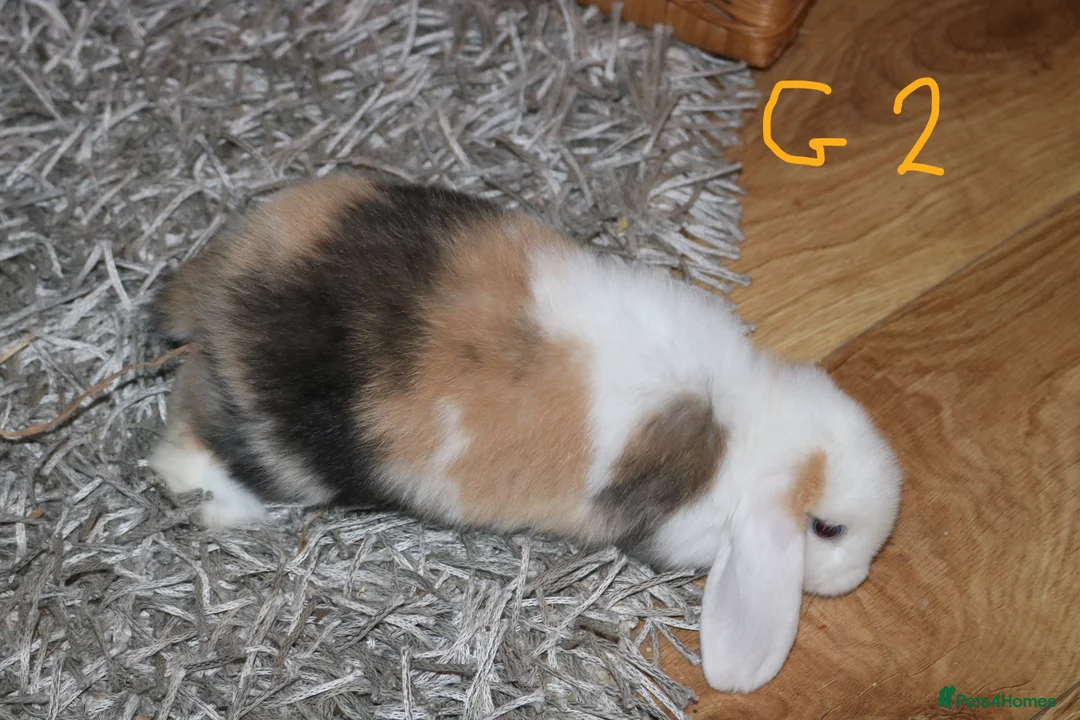 Mini Lop rabbits for sale: Mini Lop babies - Advert 5