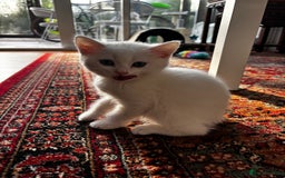 British Shorthair cats for sale: Beautiful British Shorthair/Turkish Angora Kittens - Image 13