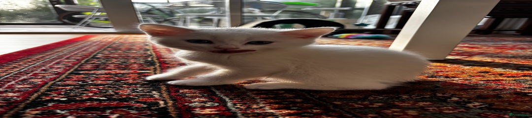Turkish Angora Kitten 1