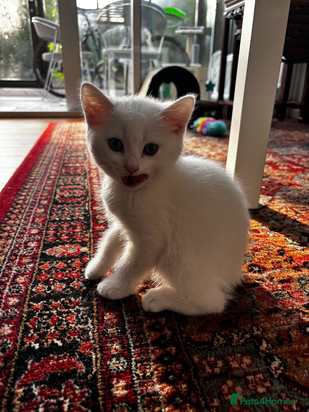 British Shorthair cats for sale: Beautiful British Shorthair/Turkish Angora Kittens - Image 13
