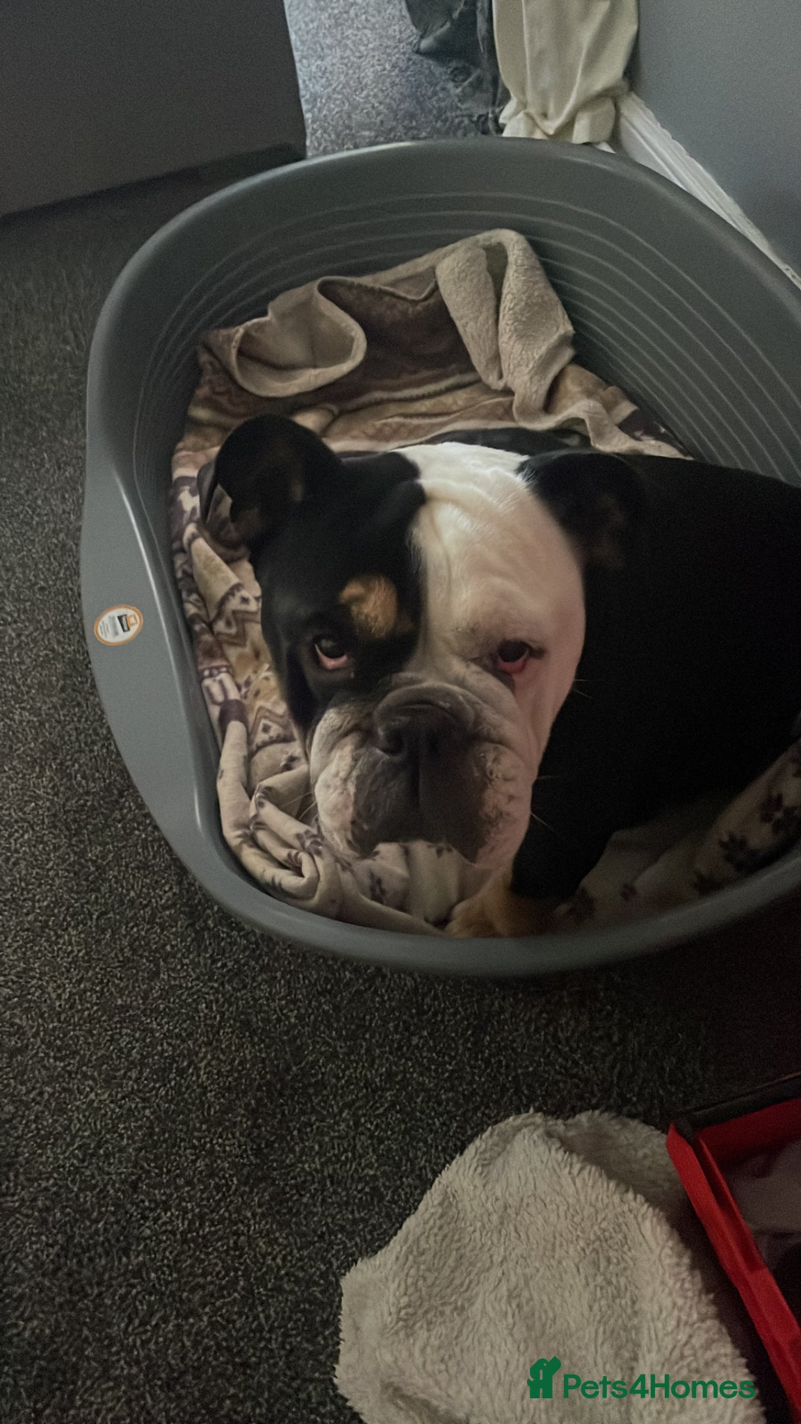 English Bulldog dogs New England Bulldogs  - Advert 6