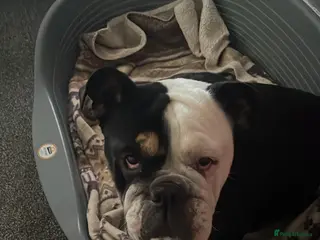 English Bulldog dogs New England Bulldogs - Advert 1