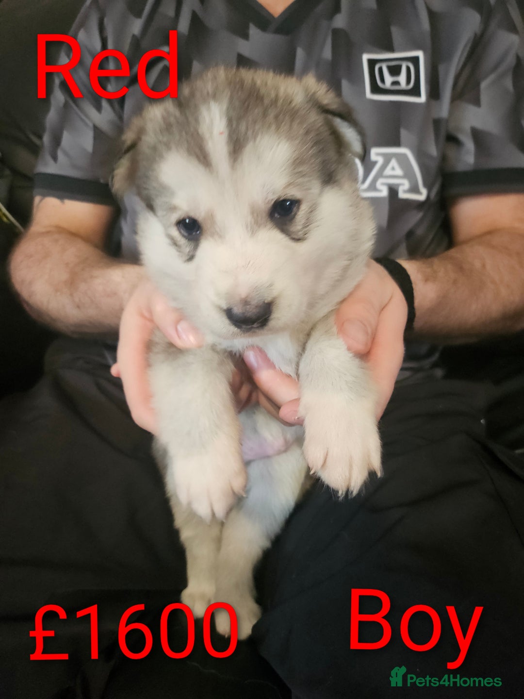 Shepsky dogs for sale: 7 Beautiful Shepsky puppies.  - Advert 4