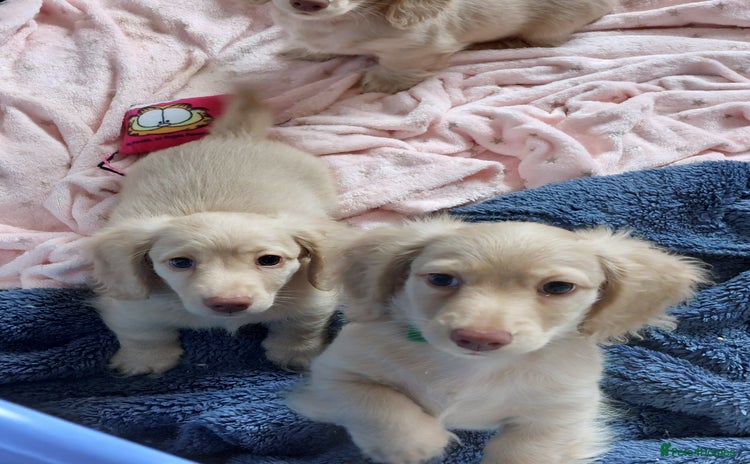 Miniature Dachshund dogs - Advert 1