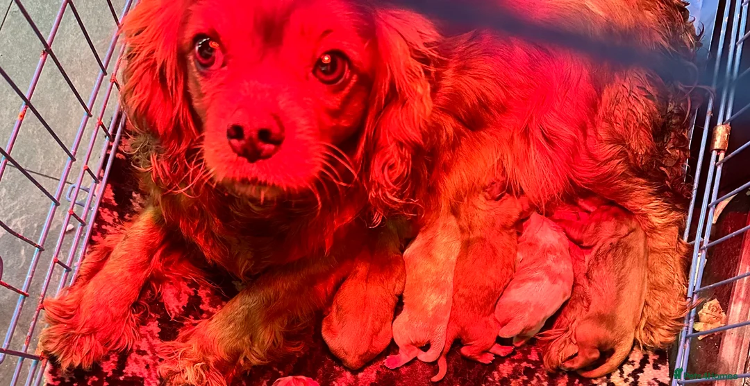 Cavalier King Charles Spaniel dogs for sale: **KC REGISTERED DNA CLEAR 🧬 CAVALIER PUPPIES** - Advert 7