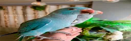 Ringnecks birds for sale: Hand Reared Baby Indian Ringneck Parrots For Sale - Advert 3
