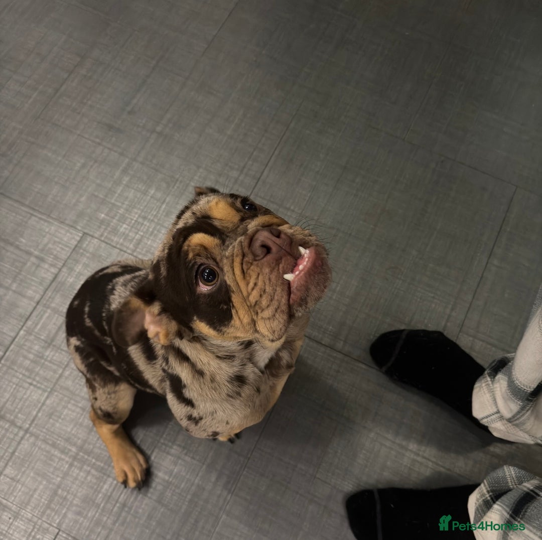 English Bulldog dogs for sale: Chocolate Tri Merle English Bulldog - Advert 3