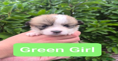 Welsh Corgi Pembroke dogs - Advert 13