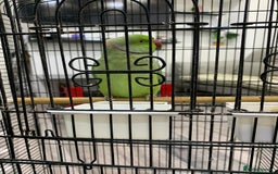 Ringnecks birds for sale: Ringneck Parakeet  - Image 6