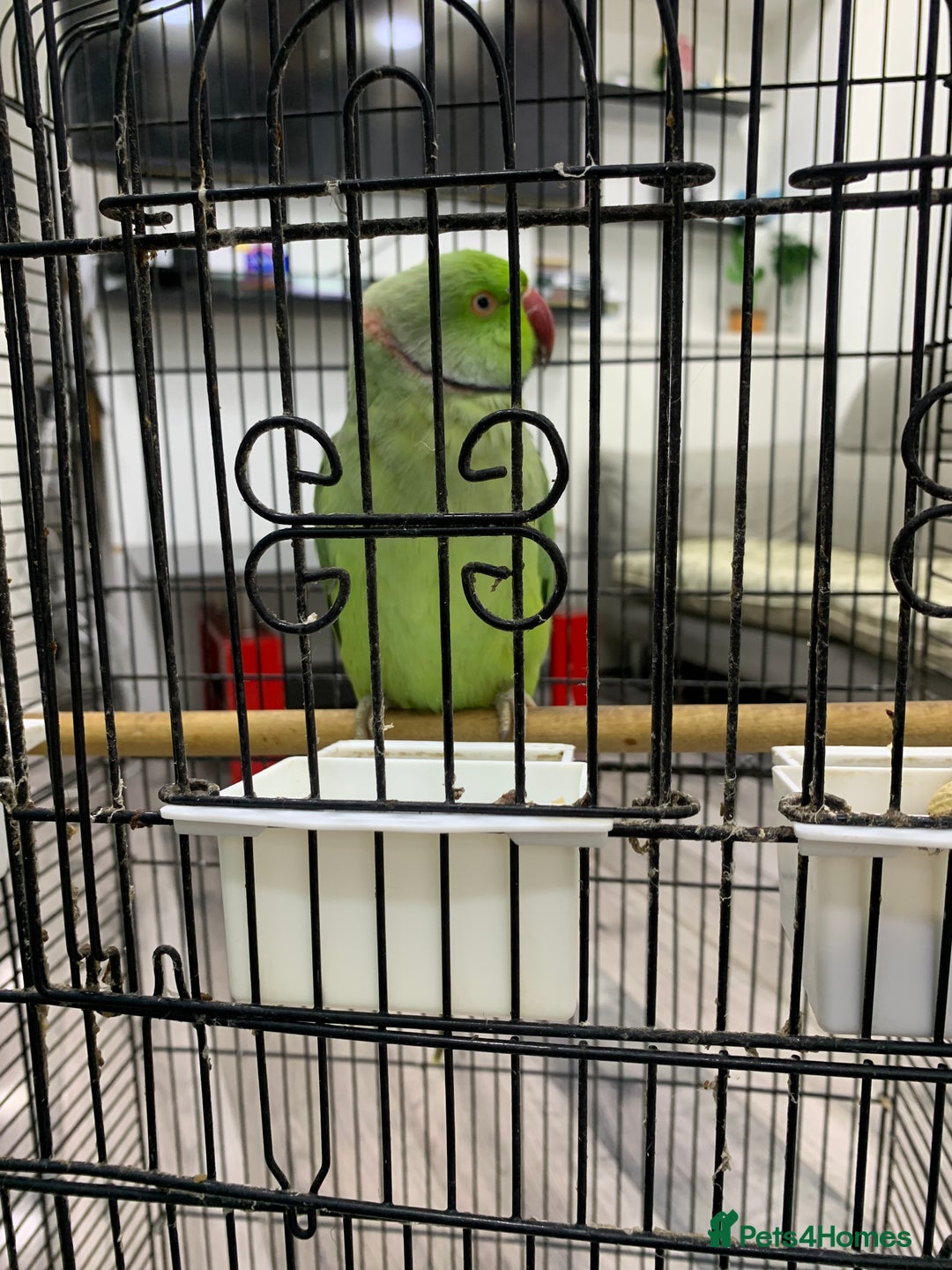 Ringnecks birds for sale: Ringneck Parakeet  - Image 6