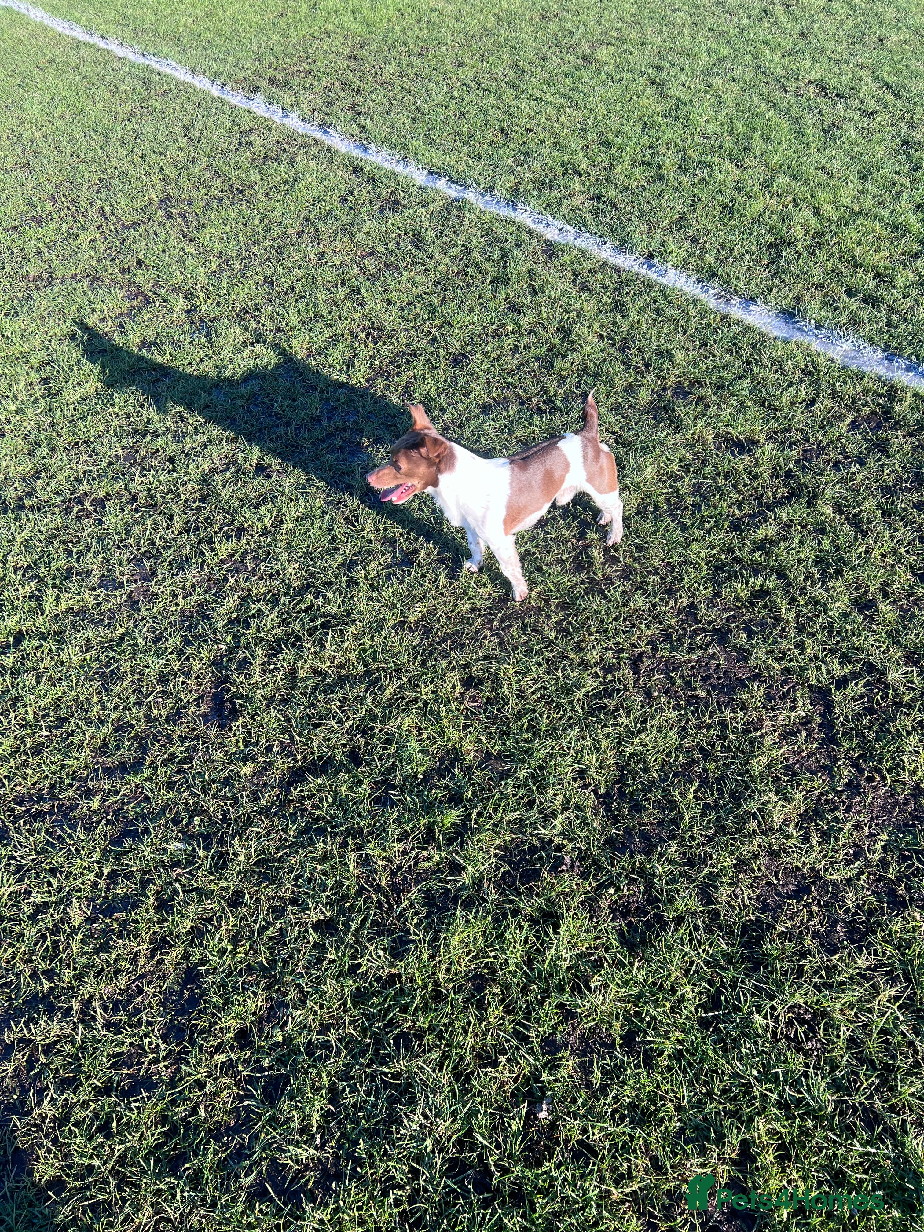 Jack Russell dogs Miniature jack Russell  - Advert 20