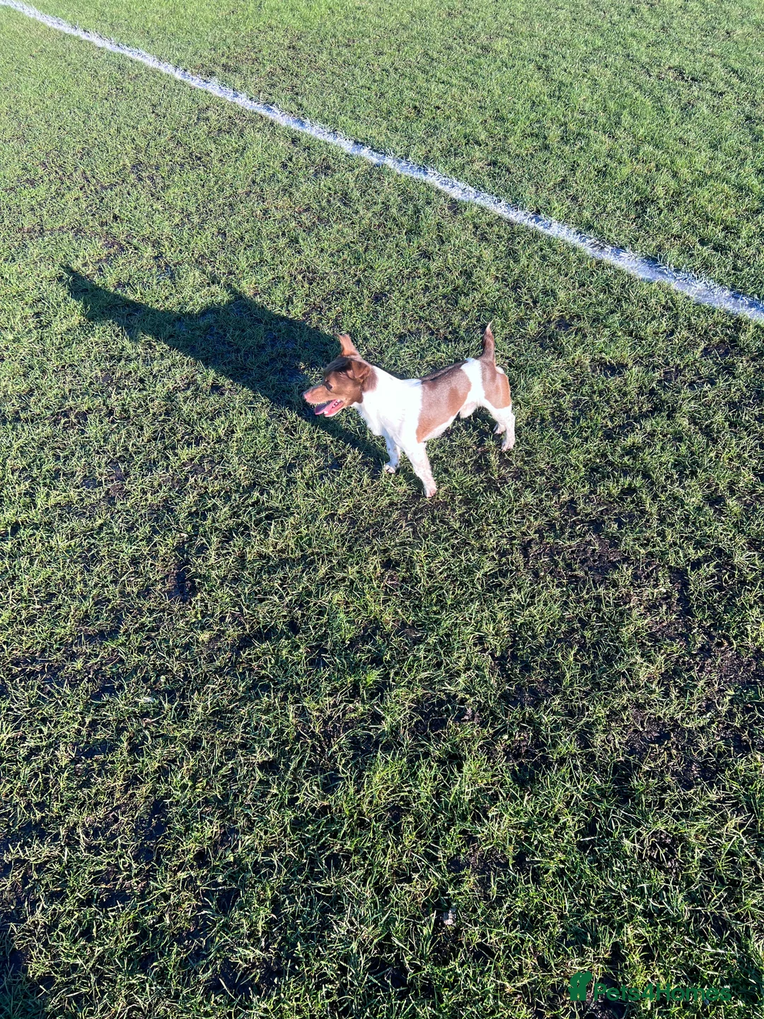 Jack Russell dogs for stud: Miniature jack Russell  in Leeds - Advert 20