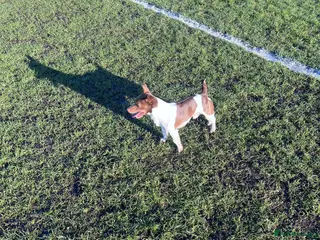 Jack Russell dogs Miniature jack Russell - Advert 20