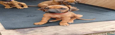 Rhodesian Ridgeback 