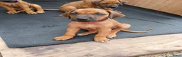 Rhodesian Ridgeback dogs for sale: Pedigree Rhodesian Ridgeback puppies.  - Advert 27