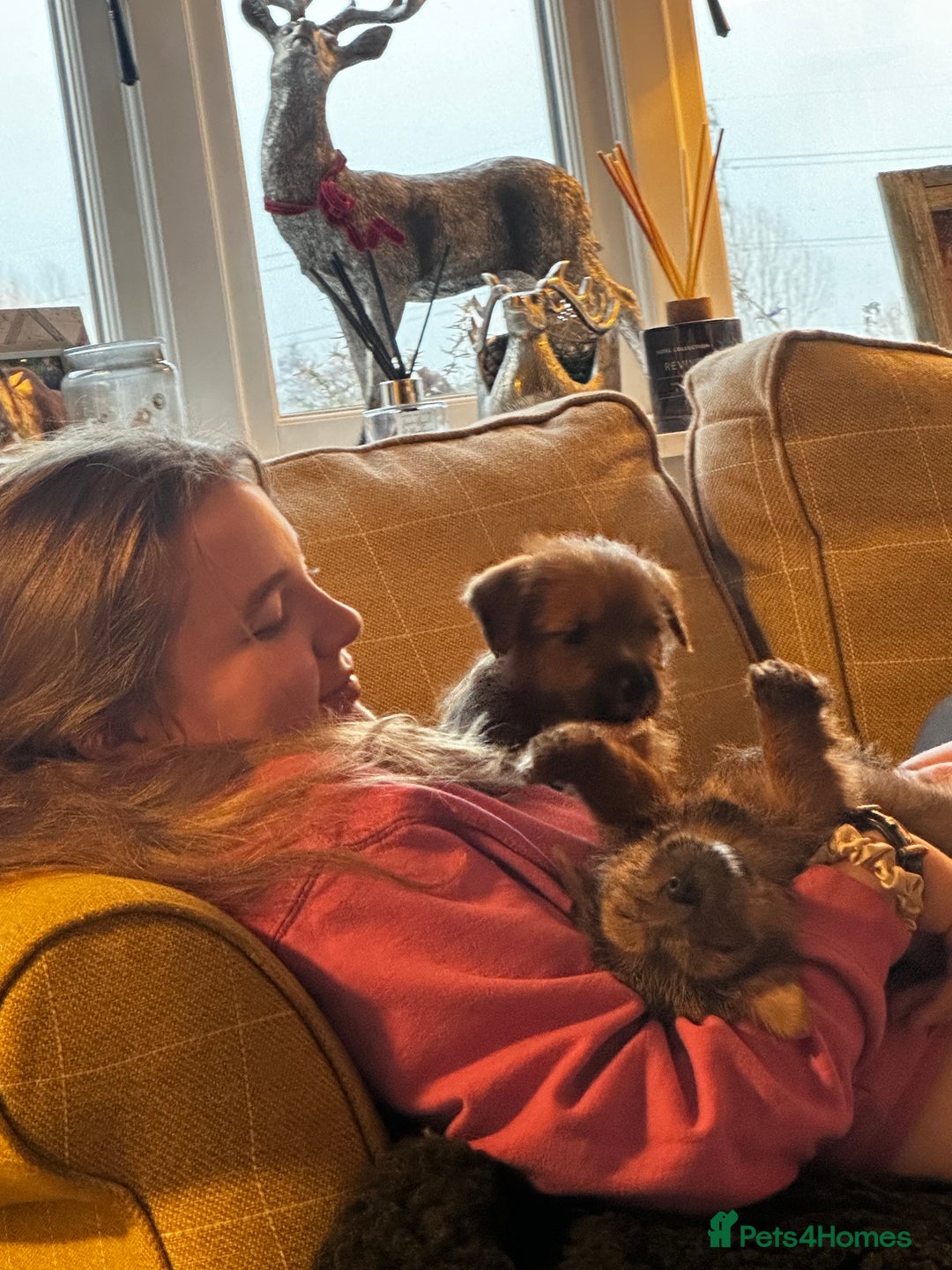 Norfolk Terrier dogs for sale: Stunning kc reg norfolk terrier boys  - Advert 11