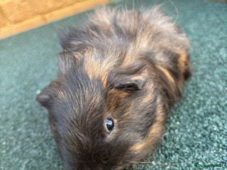 Guinea Pig rodents Pair of Male babies - Advert 1