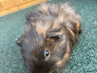 Guinea Pig rodents Pair of Male babies - Advert 19