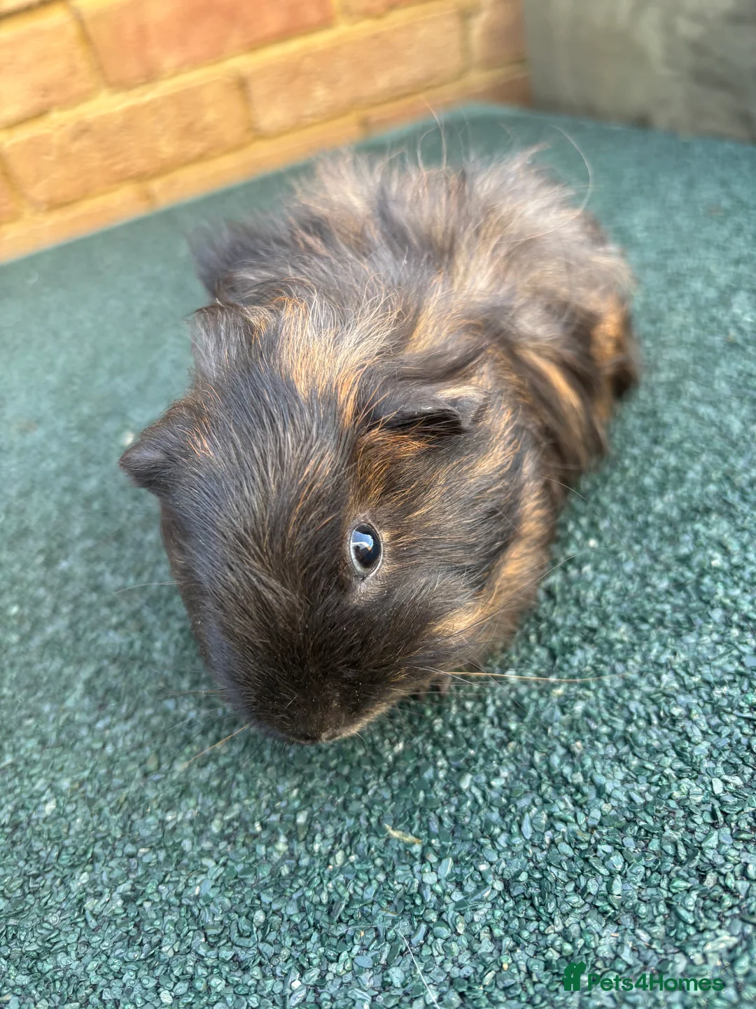 Guinea Pig rodents for sale: Pair of Male babies - Advert 1
