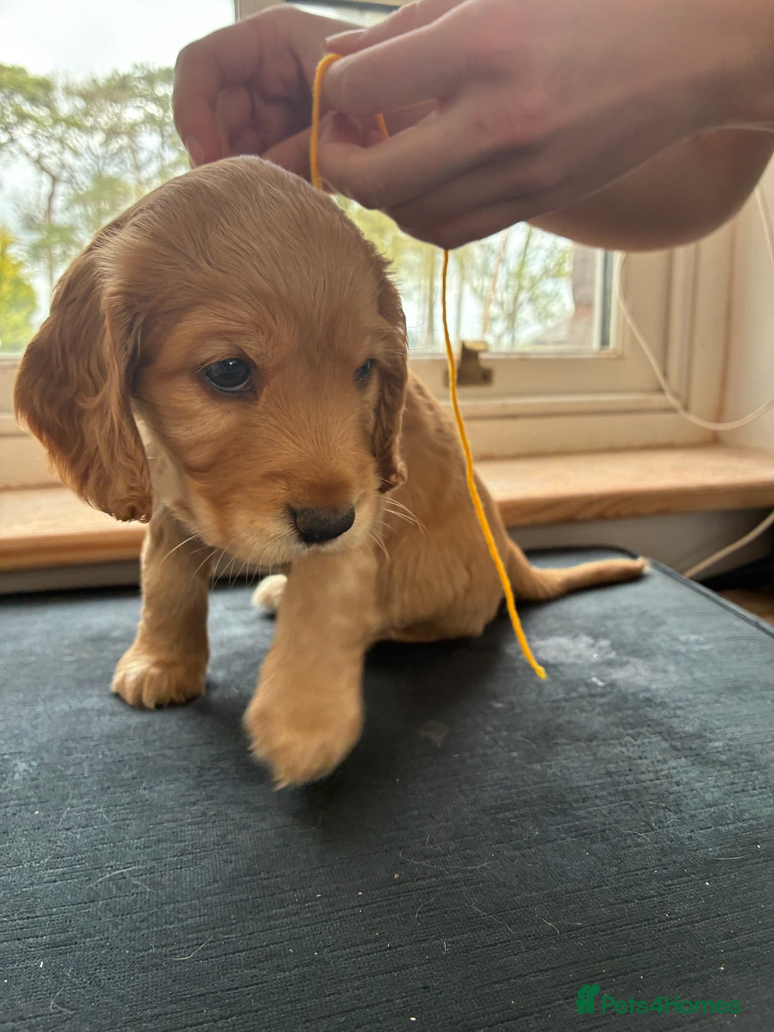 Cocker Spaniel dogs Only One Left - Boy Golden Show Cocker Spaniel  - Advert 1