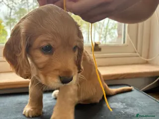 Cocker Spaniel dogs Only One Left - Boy Golden Show Cocker Spaniel - Advert 1