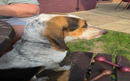 Mixed Breed dogs for adoption: Young Sabueso Hound Henry looking for a new home - Image 2