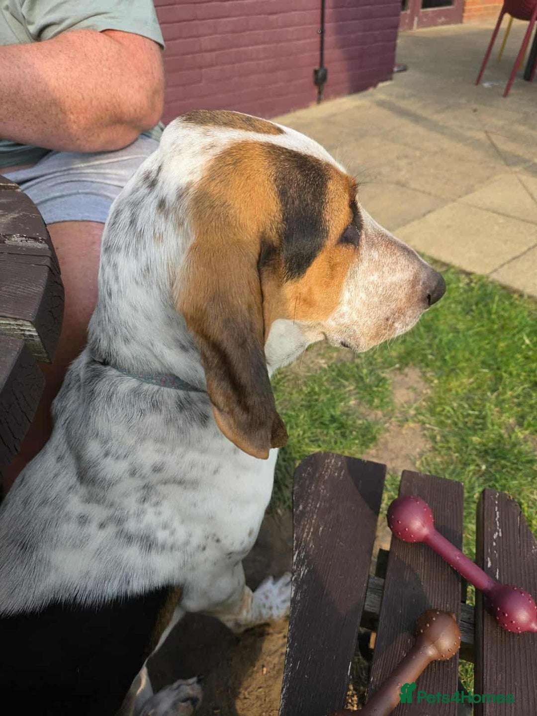 Mixed Breed dogs for adoption: Young Sabueso Hound Henry looking for a new home - Image 2
