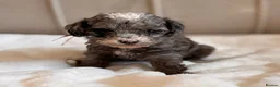 Cavapoo dogs for sale: Premium Quality Teddy Toy Cavapoos F1B - Advert 23