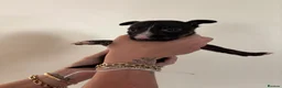English Bull Terrier dogs for sale: Ready to leave now  - Advert 24