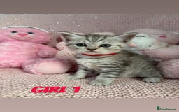 British Shorthair cats for sale: *stunning* silver tabby British short haired  - Image 5