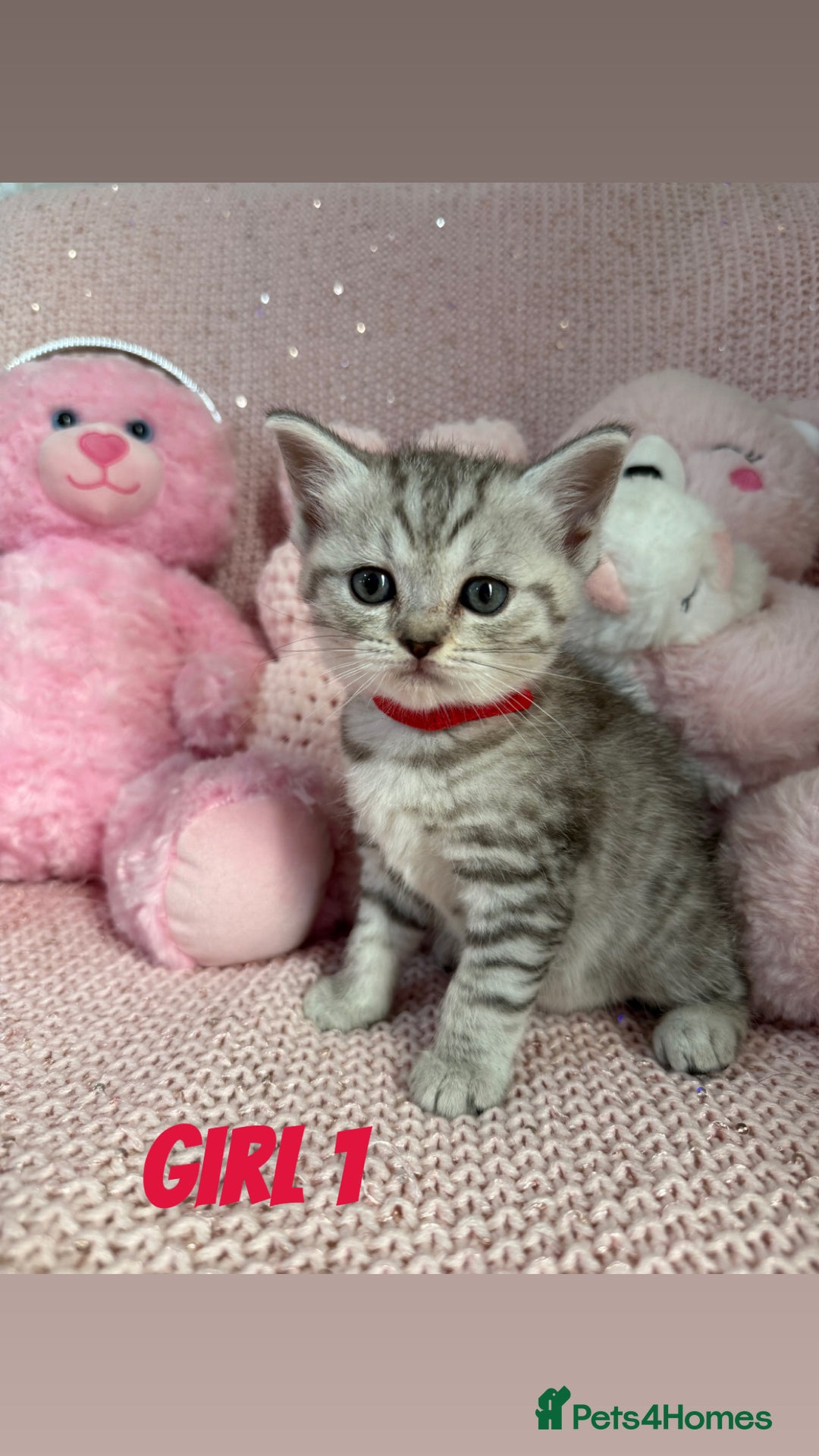 British Shorthair cats for sale: *stunning* silver tabby British short haired  - Image 5