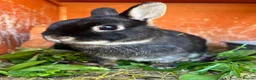 Netherland Dwarf rabbits for sale: Bertie needs a friend  - Advert 6
