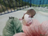 Staffordshire Bull Terrier 2