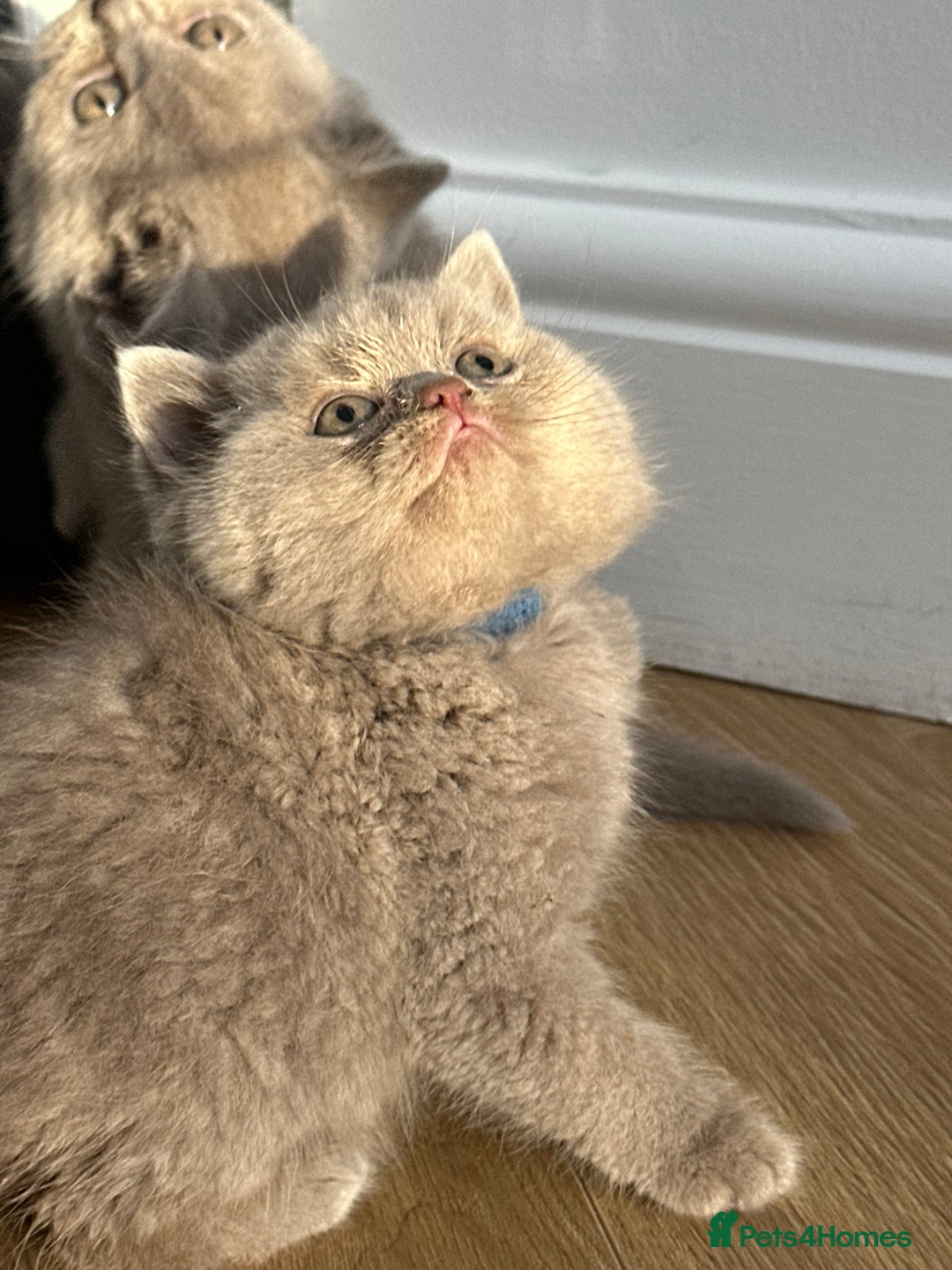 British Shorthair cats for sale: 🌈🌈😍😍Stunning Pure Pedigree Litter BSH ❤️❤️🌈🌈 - Advert 9