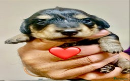 Miniature Dachshund dogs for sale: KC reg black & cream longhaired girl - Image 3